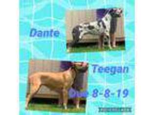 Great Dane Puppy for sale in Sulphur Springs, TX, USA