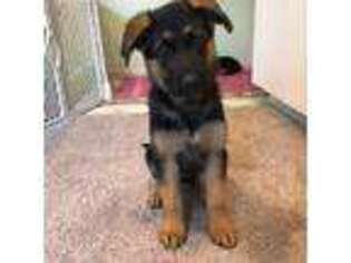 German Shepherd Dog Puppy for sale in Westchester, IL, USA