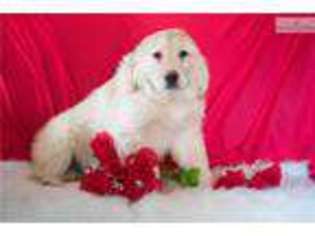 Golden Retriever Puppy for sale in Youngstown, OH, USA