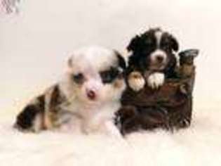 Miniature Australian Shepherd Puppy for sale in Douglas, GA, USA