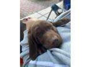 Labrador Retriever Puppy for sale in Peoria, AZ, USA