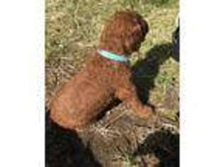 Goldendoodle Puppy for sale in Newcastle, CA, USA
