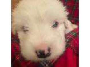 Old English Sheepdog Puppy for sale in Choctaw, OK, USA