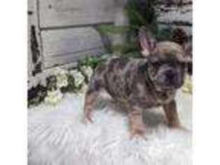 French Bulldog Puppy for sale in Millersburg, OH, USA