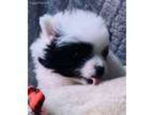 Pomeranian Puppy for sale in Tellico Plains, TN, USA