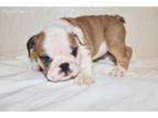 Bulldog Puppy for sale in Saint Petersburg, FL, USA