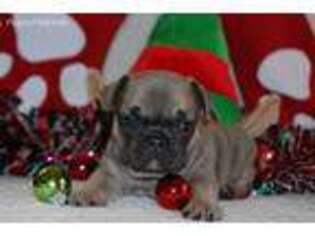 French Bulldog Puppy for sale in Baldwin, WI, USA