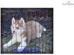 Siberian Husky Puppy for sale in Omaha, NE, USA