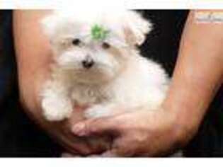 Maltese Puppy for sale in Montreal, Quebec, Canada