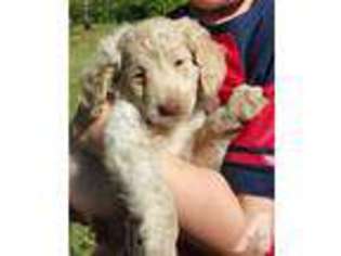 Goldendoodle Puppy for sale in AVON, IN, USA