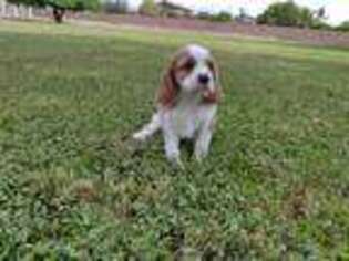 Cavalier King Charles Spaniel Puppy for sale in Gilbert, AZ, USA