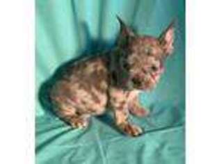 Mutt Puppy for sale in De Graff, OH, USA