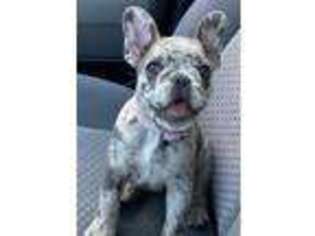 French Bulldog Puppy for sale in Eden, MD, USA