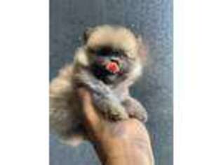 Pomeranian Puppy for sale in Bloomington, CA, USA