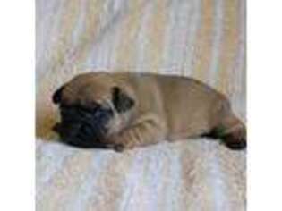French Bulldog Puppy for sale in Stockton, MO, USA