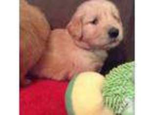 Golden Retriever Puppy for sale in CHESNEE, SC, USA
