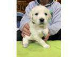 Mutt Puppy for sale in Belfield, ND, USA
