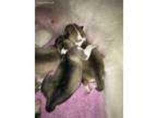 Siberian Husky Puppy for sale in Banks, OR, USA