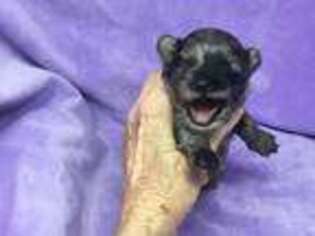 Mutt Puppy for sale in Goshen, CT, USA