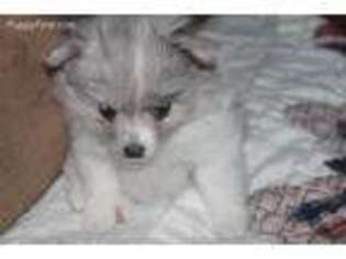 Pomeranian Puppy for sale in Maryville, TN, USA