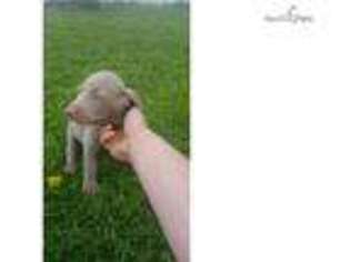 Weimaraner Puppy for sale in South Bend, IN, USA