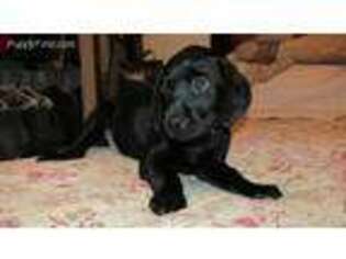 Labrador Retriever Puppy for sale in Sunfield, MI, USA