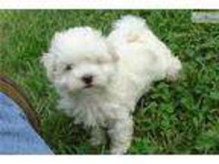 Maltese Puppy for sale in Charlottesville, VA, USA