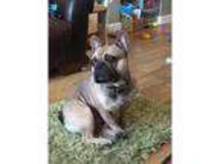 French Bulldog Puppy for sale in Abertillery, Gwent (Wales), United Kingdom