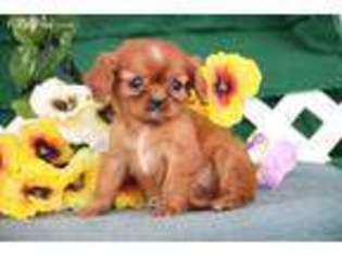 Cavalier King Charles Spaniel Puppy for sale in Cochranville, PA, USA