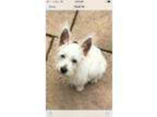 West Highland White Terrier Puppy for sale in Fairland, IN, USA