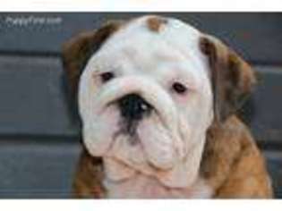 Bulldog Puppy for sale in Milford, IN, USA
