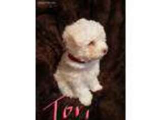 Mutt Puppy for sale in Wayzata, MN, USA
