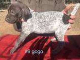 German Shorthaired Pointer Puppy for sale in Florissant, CO, USA