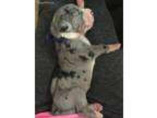 Great Dane Puppy for sale in Reading, PA, USA