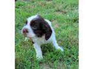 Cocker Spaniel Puppy for sale in Willow Springs, MO, USA