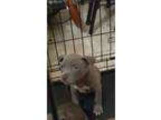 American Staffordshire Terrier Puppy for sale in Marianna, AR, USA