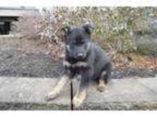 German Shepherd Dog Puppy for sale in Rebersburg, PA, USA