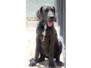Great Dane Puppy for sale in Portland, IN, USA