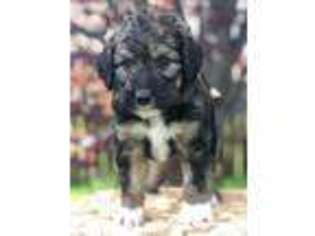 Mutt Puppy for sale in Fleming, CO, USA