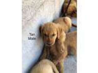 Golden Retriever Puppy for sale in Grant, NE, USA