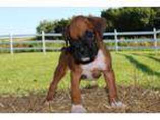 Boxer Puppy for sale in Chilhowee, MO, USA