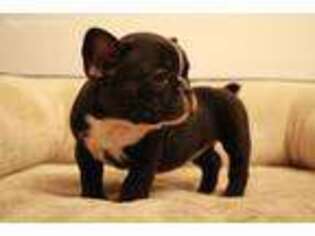 French Bulldog Puppy for sale in Winter Haven, FL, USA
