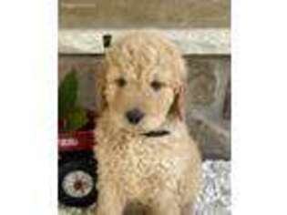 Goldendoodle Puppy for sale in Warsaw, NY, USA