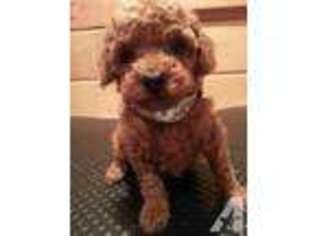 Mutt Puppy for sale in GLEN ROCK, PA, USA