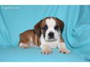 Beabull Puppy for sale in Holmesville, OH, USA