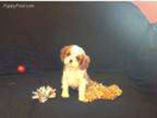 Cavalier King Charles Spaniel Puppy for sale in New Hampton, IA, USA