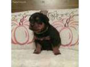 Rottweiler Puppy for sale in Uniontown, PA, USA