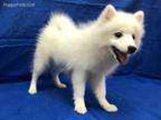 Japanese Spitz Puppy for sale in Salt Lake City, UT, USA