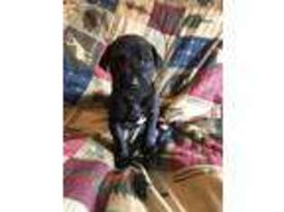 Great Dane Puppy for sale in Wilburton, OK, USA