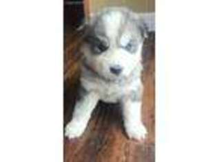 Siberian Husky Puppy for sale in Seminary, MS, USA